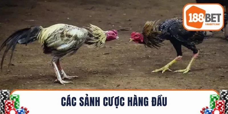 Đá gà 188BET đa dạng loại hình thi đấu