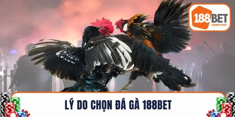 Lý do chọn đá gà 188BET